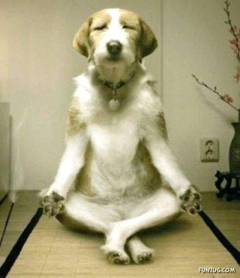 Spiritual Humor Zen-yoga-dog
